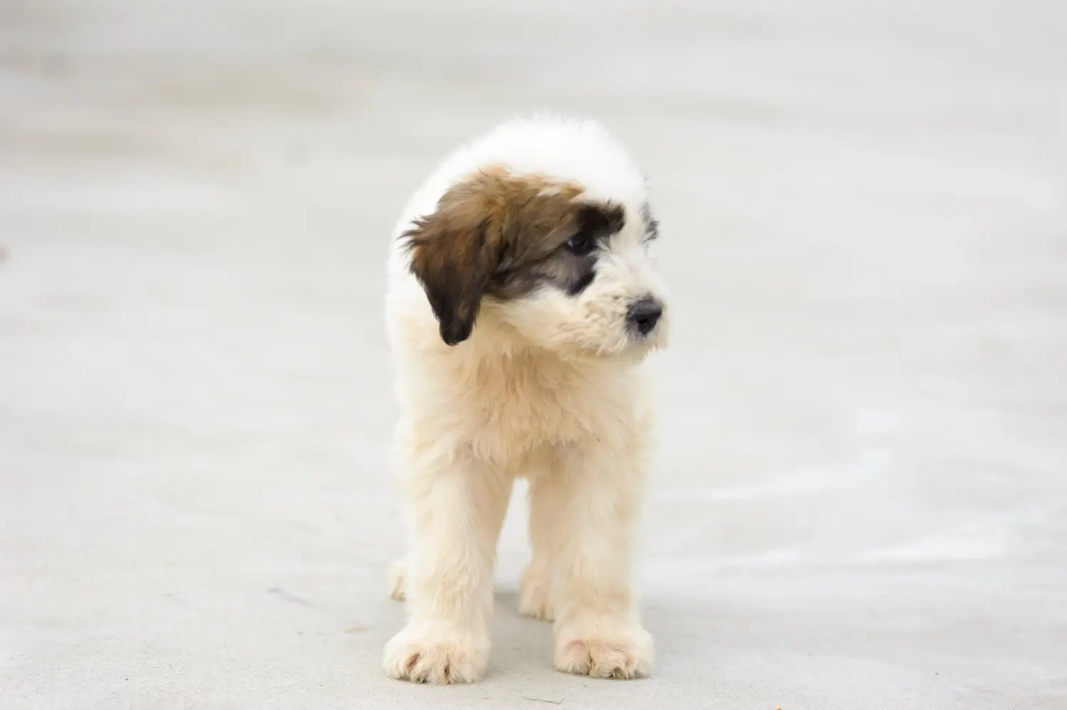 Comprar um cachorro Mioritic significa assumir a responsabilidade! Comprar cachorros Mioritic.