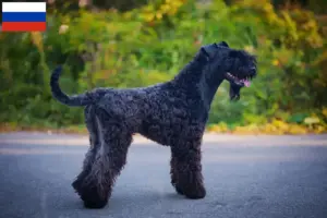 Read more about the article Criadores de Kerry Blue Terrier e cachorros na Rússia