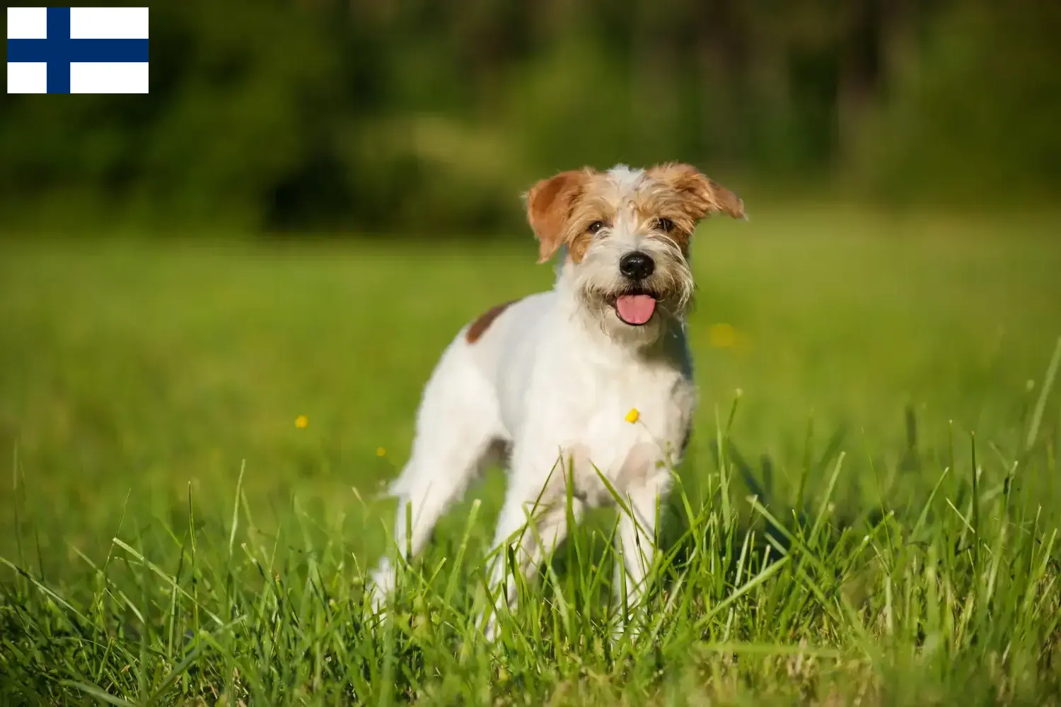 Read more about the article Criadores de Kromfohrländer e cachorros na Finlândia
