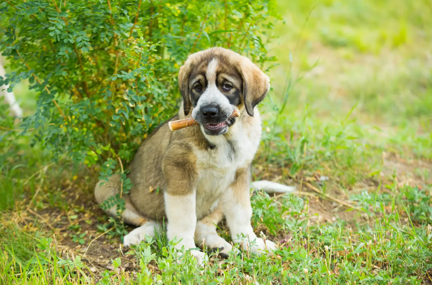 Comprar um cachorro Mastín Español significa assumir a responsabilidade! Comprar cachorros Mastín Español.