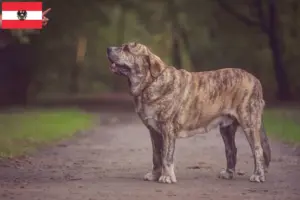 Read more about the article Criadores de Mastín Español e cachorros na Áustria