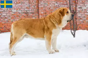 Read more about the article Criadores de Mastín Español e cachorros na Suécia