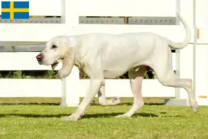 Read more about the article Criadores de Porcelaine e cachorros na Suécia