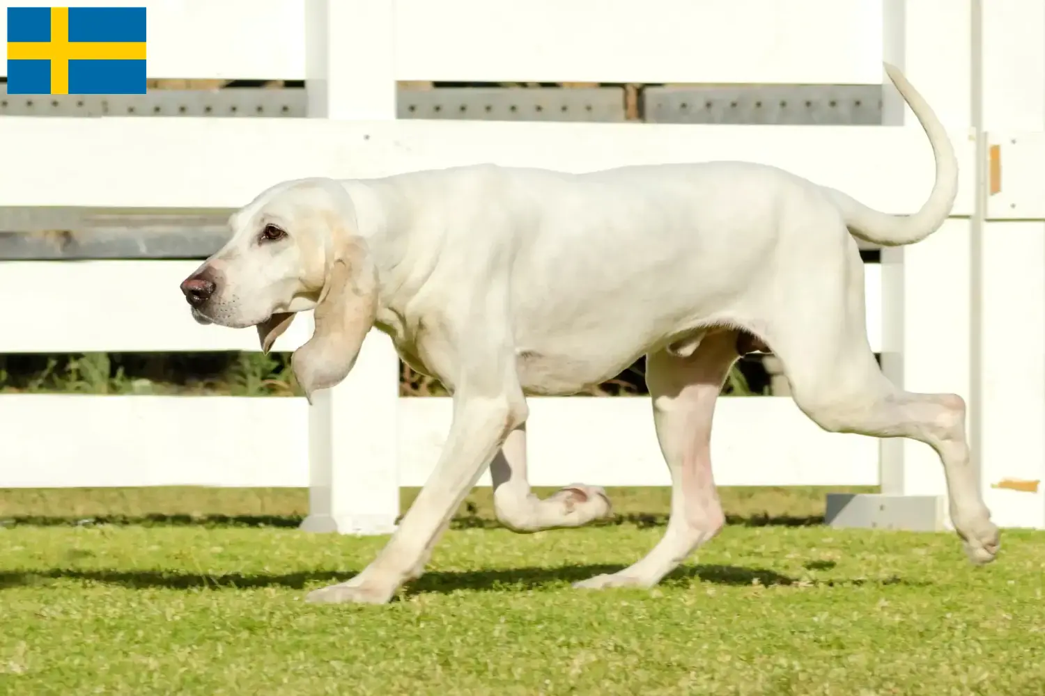 Read more about the article Criadores de Porcelaine e cachorros na Suécia