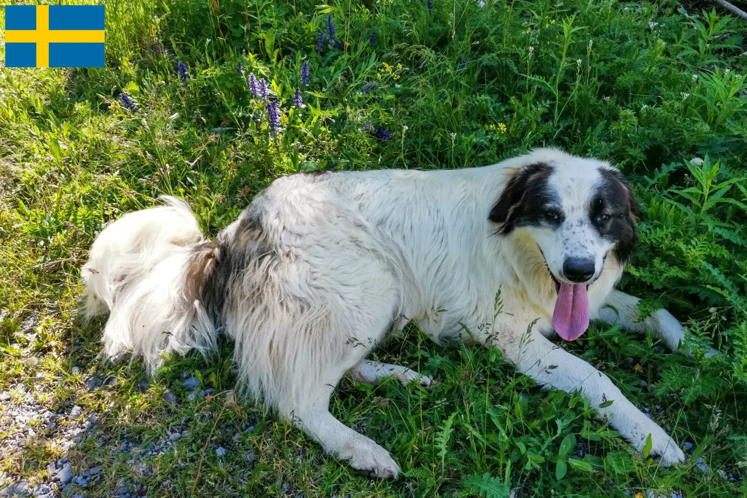 Read more about the article Criadores de Tornjak e cachorros na Suécia
