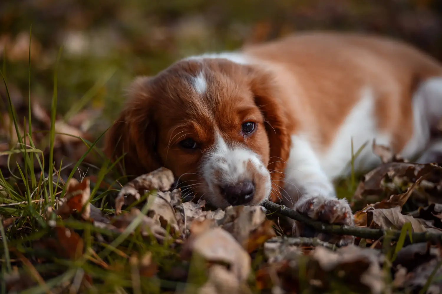 Comprar um cachorro Springer Spaniel de Gales significa assumir responsabilidades! Comprar cachorros Welsh Springer Spaniel.