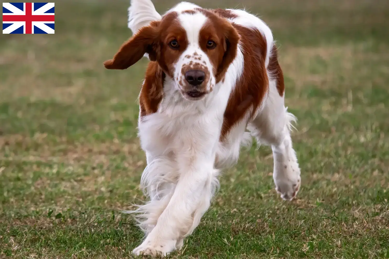 Read more about the article Criadores e cachorros de Welsh Springer Spaniel na Grã-Bretanha