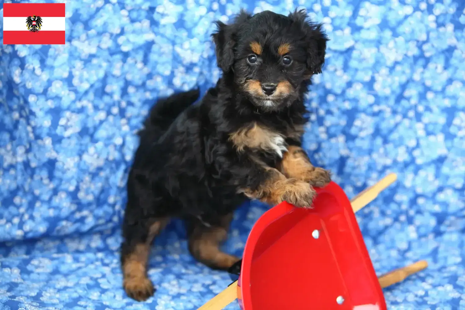 Read more about the article Criadores de Pomapoo e cachorros na Áustria