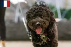 Read more about the article Criadores de Aussiedoodle e cachorros em França