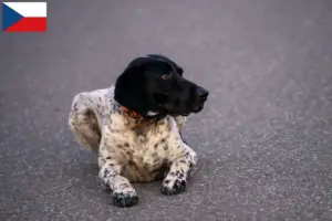 Read more about the article Braque d’Auvergne criadores e cachorros na República Checa