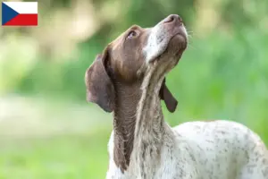Read more about the article Braque français tipo Gascogne criadores e cachorros na República Checa