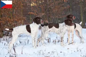Read more about the article Braque français tipo Pyrénées criadores e cachorros na República Checa