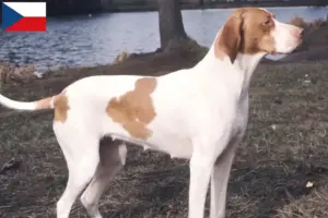 Read more about the article Braque Saint-Germain criadores e cachorros na República Checa