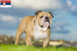 Read more about the article Criadores de Bulldog Inglês e cachorros na Sérvia