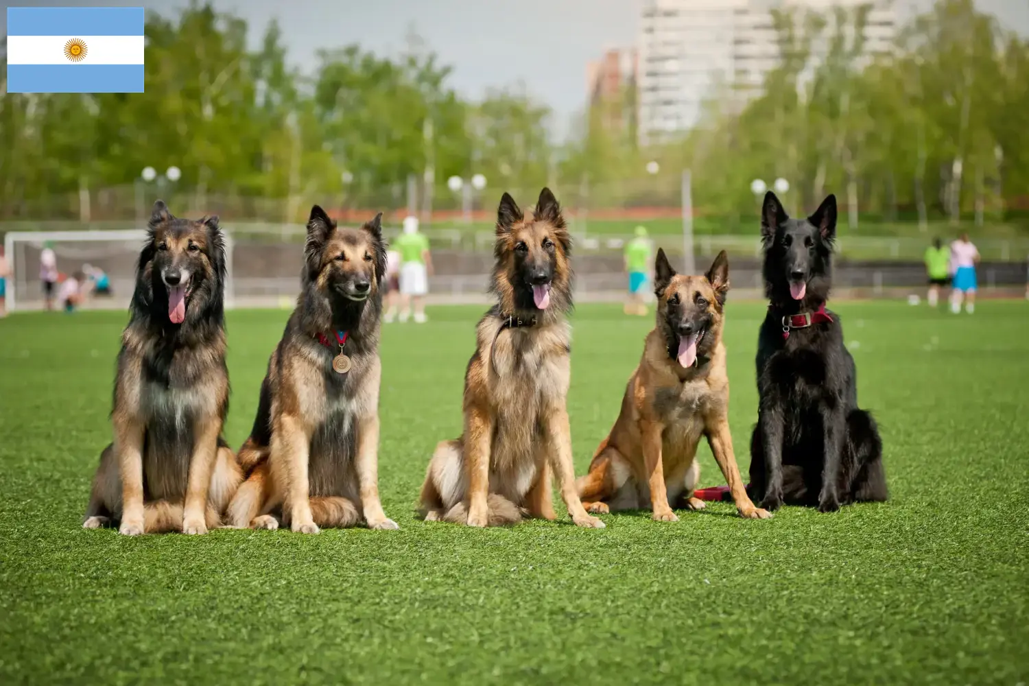 Cachorros e criadores de Pastor Belga Argentina Aqui pode encontrar criadores de cães de pastor belga na Argentina.