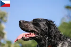 Read more about the article Epagneul Bleu de Picardie criadores e cachorros na República Checa