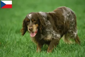 Read more about the article Épagneul Picard criadores e cachorros na República Checa