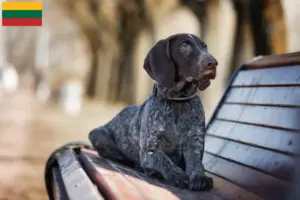 Read more about the article Criadores de pelo curto alemão e cachorros na Lituânia
