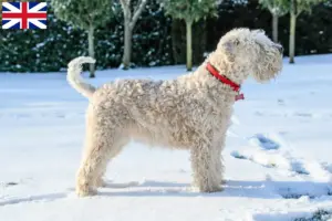 Read more about the article Criadores e cachorros de Irish Soft Coated Wheaten Terrier na Grã-Bretanha