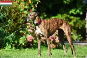 Read more about the article Criadores de galgos e cachorros na Hungria