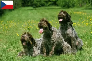 Read more about the article Criadores de Korthals Griffon e cachorros na República Checa