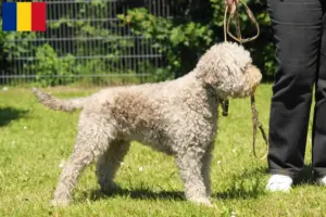 Read more about the article Lagotto Romagnolo criadores e cachorros na Roménia
