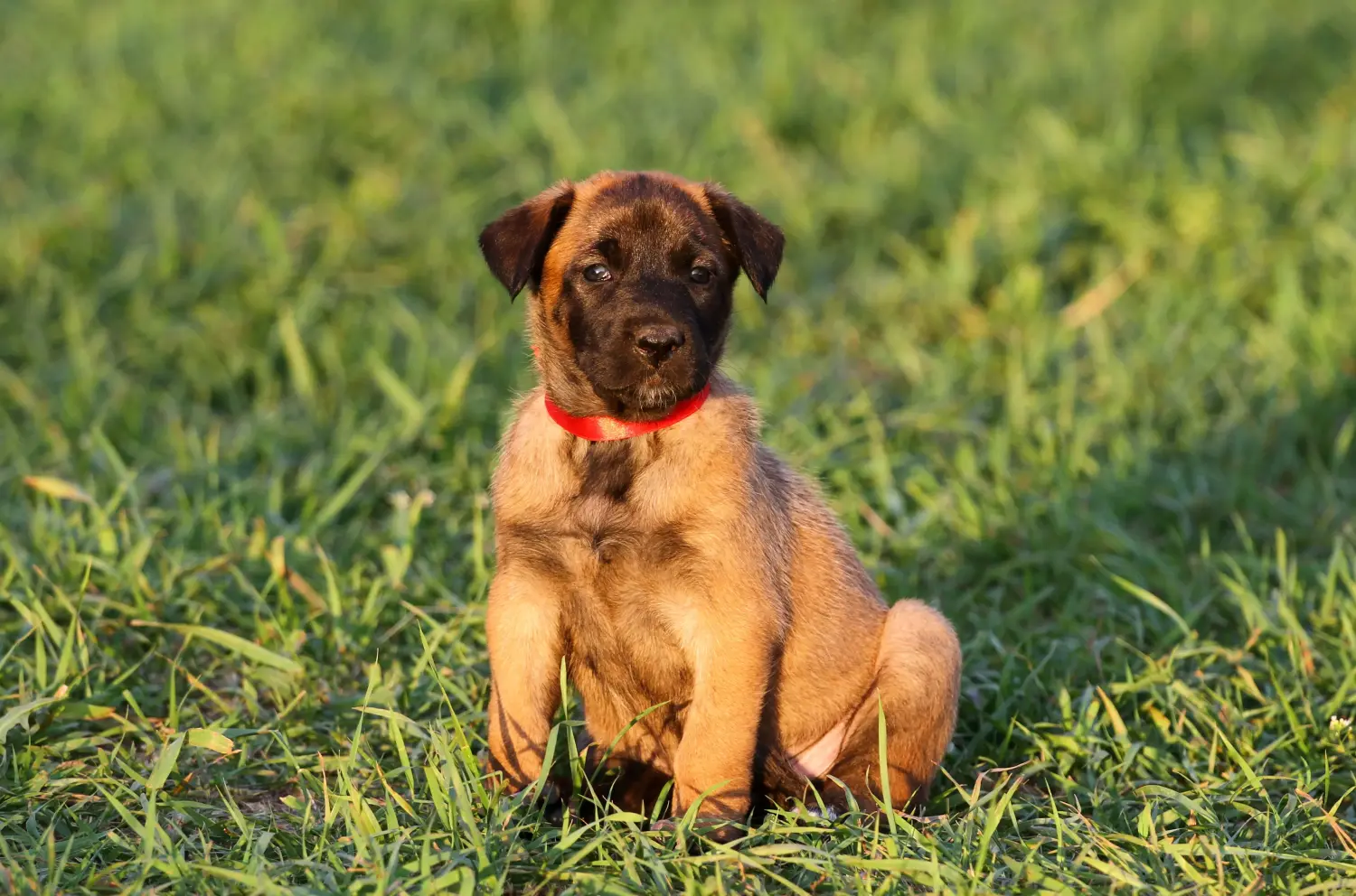 Comprar um cachorro da raça Pastor Belga significa assumir responsabilidades! Comprar cachorros de pastor belga.