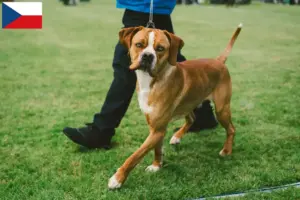Read more about the article Perdigueiro Português criadores e cachorros na República Checa