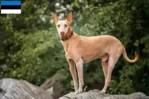 Read more about the article Criadores de Podenco e cachorros na Estónia