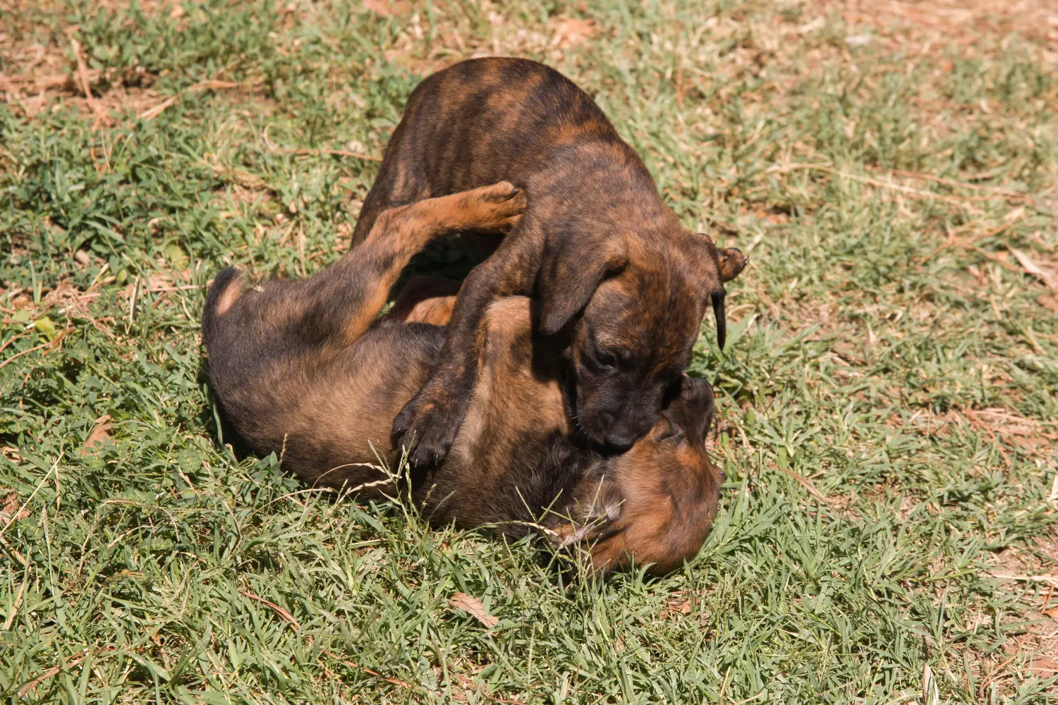 Comprar um cachorro Segugio Maremmano significa assumir responsabilidades! Comprar cachorros Segugio Maremmano.