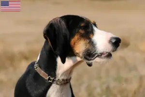 Read more about the article Segugio Maremmano criadores e cachorros nos EUA