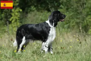 Read more about the article Criadores de Springer Spaniel Inglês e cachorros em Espanha