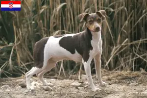 Read more about the article Criador de Terrier brasileiro e cachorros na Croácia