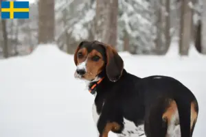 Read more about the article Criadores e cachorros de Treeing Walker Coonhound na Suécia