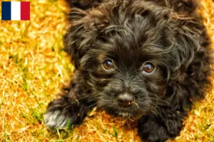 Read more about the article Criadores de Yorkipoo e cachorros em França