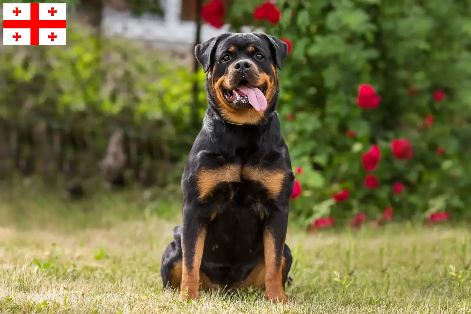 Read more about the article Criadores de Rottweiler e cachorros em Geórgia