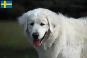 Read more about the article Slovensky Cuvac criadores e cachorros na Suécia