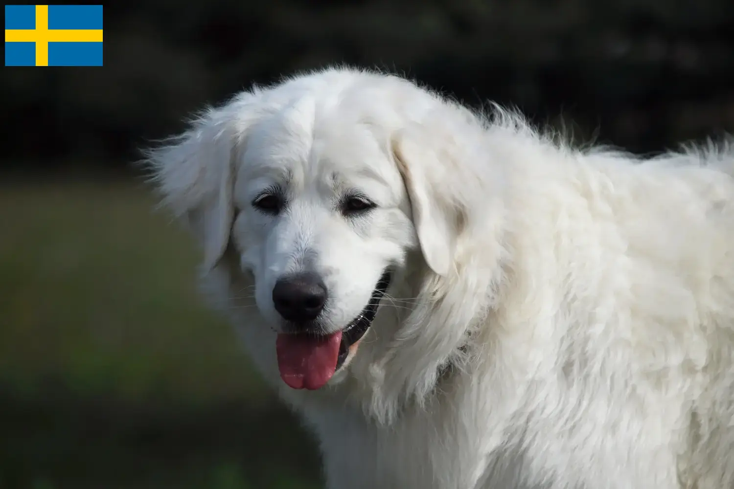 Read more about the article Slovensky Cuvac criadores e cachorros na Suécia