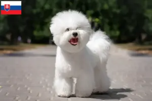 Read more about the article Criadores de Bichon Frisé e cachorros na Eslováquia