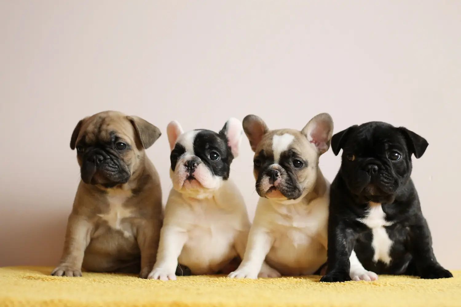 Comprar um cachorro Bulldog Francês significa assumir responsabilidades! Comprar cachorros Bulldog Francês.