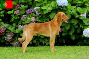 Read more about the article Criadores de Chesapeake Bay Retriever e cachorros em Portugal