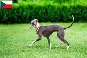 Read more about the article Criadores de sinos de vento italianos e cachorros na República Checa