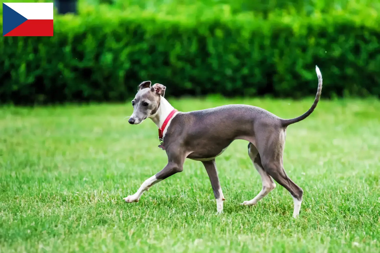 Cachorros e criadores de carrilhão de vento italiano República Checa Aqui pode encontrar criadores de sinos de vento italianos na República Checa.