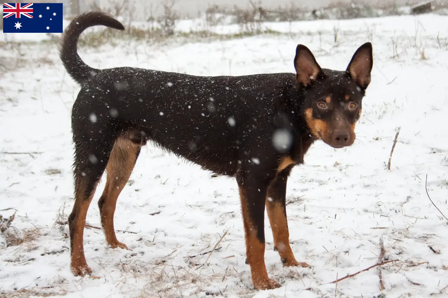 Read more about the article Criadores de Kelpie australiano e cachorros na Austrália