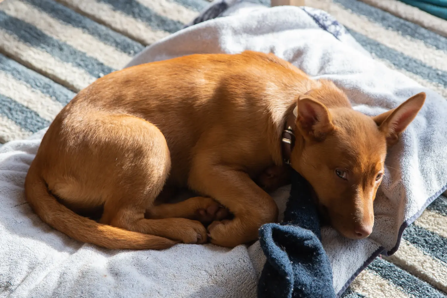 Comprar um cachorro Kelpie Australiano significa assumir a responsabilidade! Comprar cachorros Kelpie australianos.