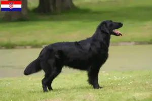 Read more about the article Criadores de Flat Coated Retriever e cachorros na Croácia