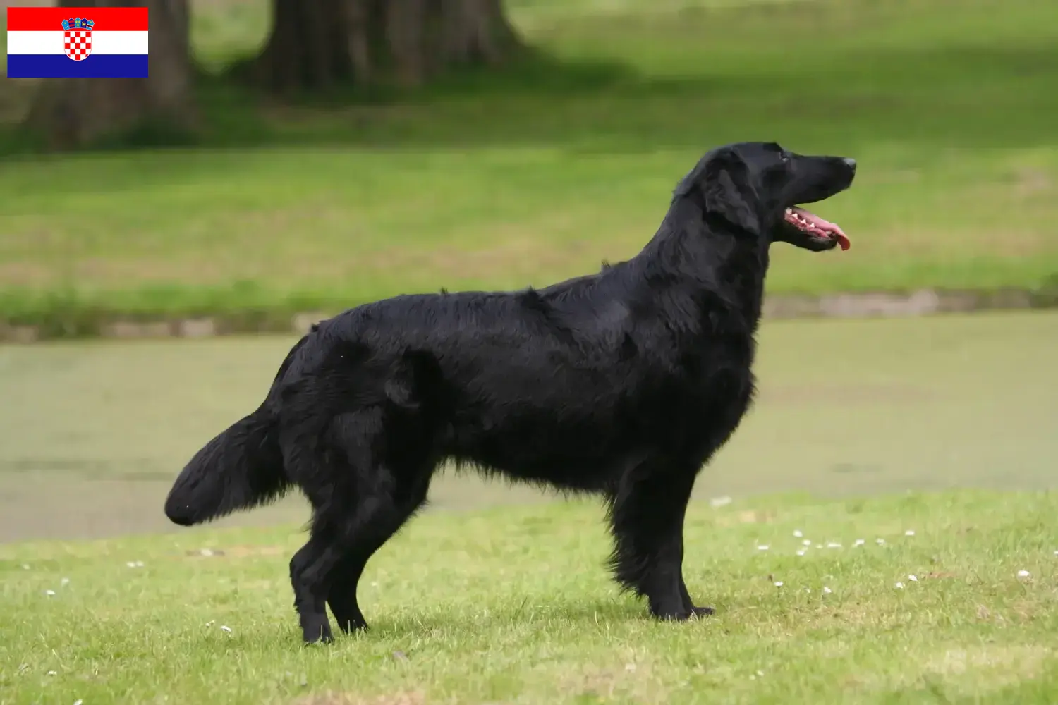 Read more about the article Criadores de Flat Coated Retriever e cachorros na Croácia