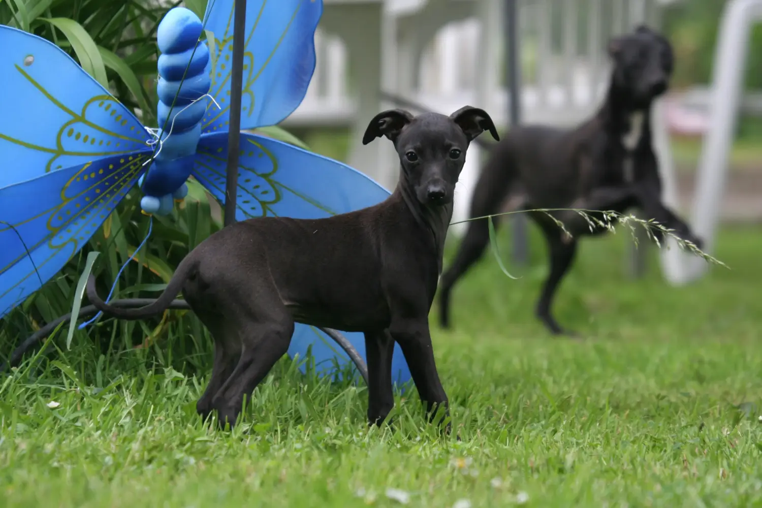 Comprar um cachorro galgo italiano significa assumir a responsabilidade! Comprar cachorros italianos para carrilhão de vento.