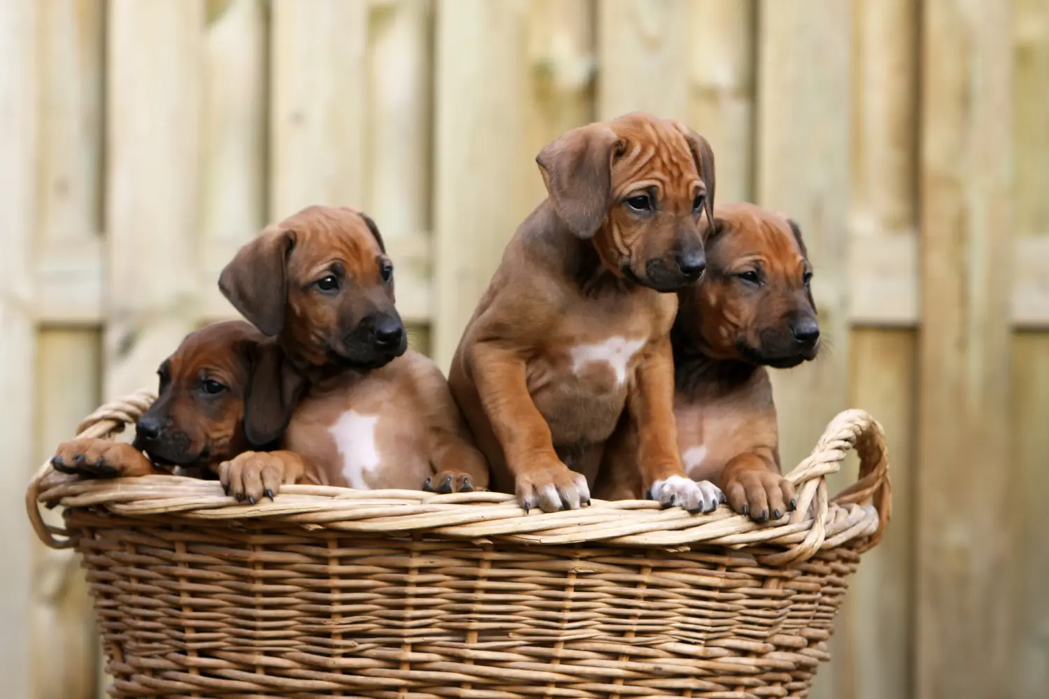 Comprar um cachorro da raça Rhodesian Ridgeback significa assumir responsabilidades! Comprar cachorros Rhodesian Ridgeback.
