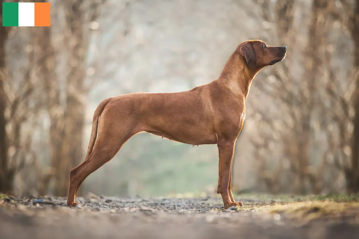 Read more about the article Criadores de Rhodesian Ridgeback e cachorros na Irlanda